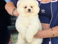 SHOW KALİTE ERKEK POMERANİAN BOO