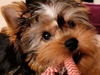 Muhteşem kaliteli yavrular yorkshire terrier