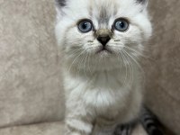Safkan British Shorthair Ayı Surat Top Kafa Bebiş