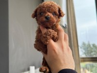 Kore teacup toy poodle yavrularımız