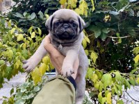 Birbirinden Sevimli ve Oyuncu Pug Yavrularım