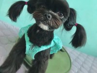 Morkie Teacup Çanta Boy