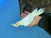 3 aylık sultan papağanı yavruları