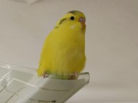Limon sarısı jumbo kırmızı gözlü muhabbet kuşlarım