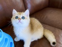 Safkan British Shorthair Golden ny12 erkek yavru