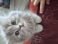British longhair Fiko yeni yuvasını arıyor