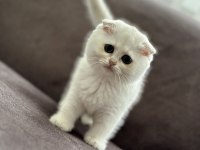 2 Aylık Sağlıklı Scottish Fold Dişiler
