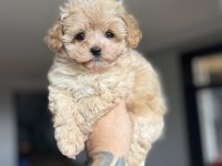 Dizayn Irk Maltıpoo yavrularımız