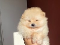 Erkek Pomeranian Yavrumuz