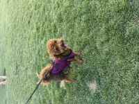 RUHSATLI EĞİTİM MERKEZİMİZDEN POODLE YAVRULARIM