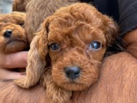 Toy poodle köpeğimiz