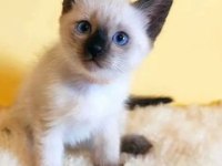 ORİJİNAL SİYAM KEDİSİ YAVRULARIMIZ
