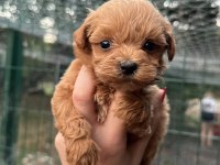 Yavru Teacup Maltıpoo
