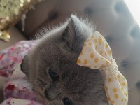 50 günlük sevimli british shorthair kız bebeğimiz