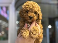 Biblo Toy Poodle