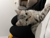 British shorthair erkek 5 aylık kedim