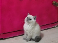British Shorthair Prensesimiz