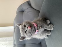 40 günlük dişi british shorthair
