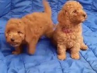Toy poodle bulunmayan nadir renkler