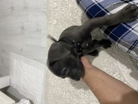 2 aylık ırk garantili cane corso