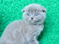 Mükemmel Gri Scottish Fold Shorthair 