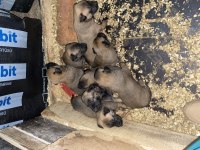 Malinois belçika kurdu yavruları safkan
