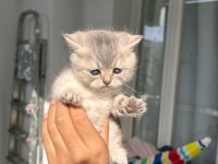 2.5 aylık bebek kediler