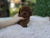 Birbirinden Güzel Üst Kalite Toy Poodle Bebekler