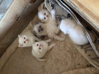 Dünya tatlıları scottish fold ballarım