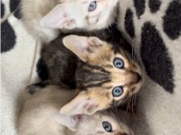 Seçkin Kan Hatlarından Bengal Yavruları