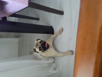 1 YAŞINDA TATLI PUG