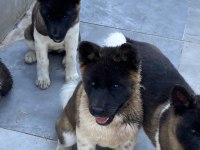 Akita Cinsi Yavrularımız