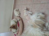 Jack russell anne ,malta terrier baba