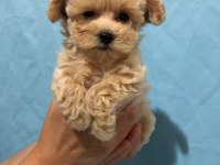 Maltipoo İstanbul