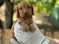 Maltipoo Yavrularımızı Canlı Görerek Alabilirsiniz