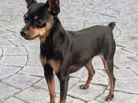 Minyatür pinscher 5 aylık