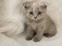 Mükemmel huylu scottish fold yavrumuz