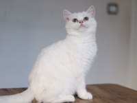 Dişi 7 aylık british shorthair