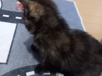 6 temmuz doğumlu exotic shorthair ve annesi