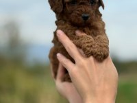 Mocha tadında toy poodle bebeklerim