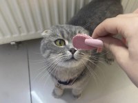 ÜCRETSİZ SAHİPLENDİRME SCOTTİSH FOLD KEDİSİ