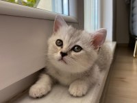 2 Aylık British Shorthair Yavrularımız