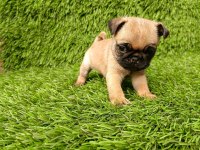 PUG MOPS KUSURSUZ GUZELLİKLER