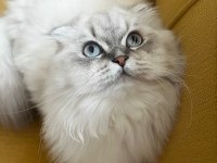 British longhair top kafa mavi gözlü dişi kedim