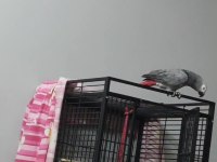 Konusan jako Yavru