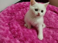 Uysal pablo british shorthair