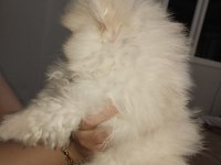 Pomeranian boo ayı surat