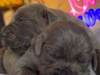 Cane corso blue bebeklerimiz için acele edin