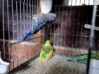 Yavru muhabbet kuşu