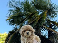 Maltipoo Bebekleri